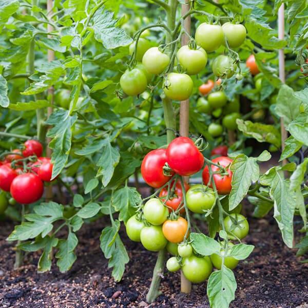 Sustainability Starts at Home