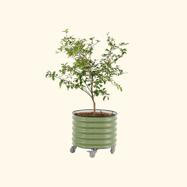 12" Tall Herb Garden Bed 24" Wide - Twin Pack